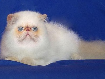 http://persian-cats.ucoz.ru/FOTO/Vasia/sir.JPG